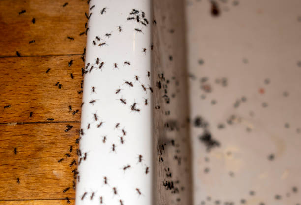 Best Termite Control Services  in Horizon City, TX