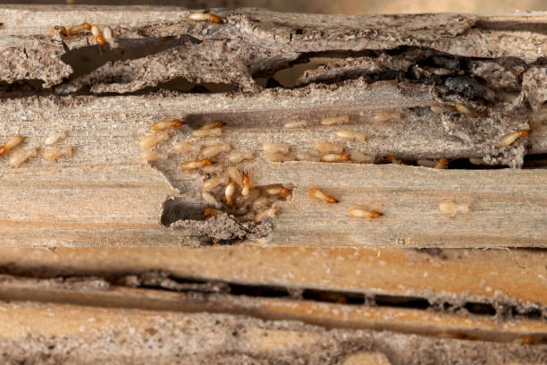 Best Cockroach Control Services  in Horizon City, TX